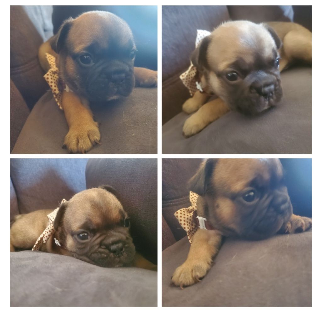 Matthieu Lanaud - Chiots disponibles - Bouledogue français