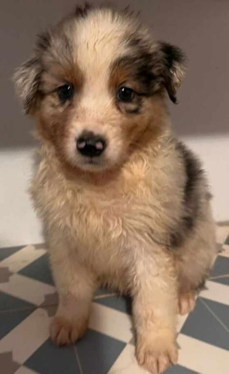 Matthieu Lanaud - Chiots disponibles - Berger Australien