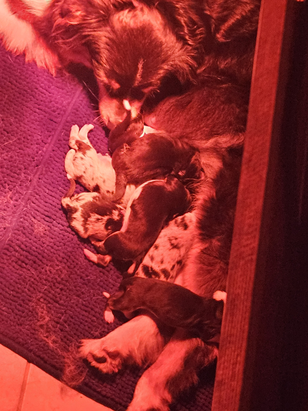 Matthieu Lanaud - Berger Australien - Portée née le 12/04/2026