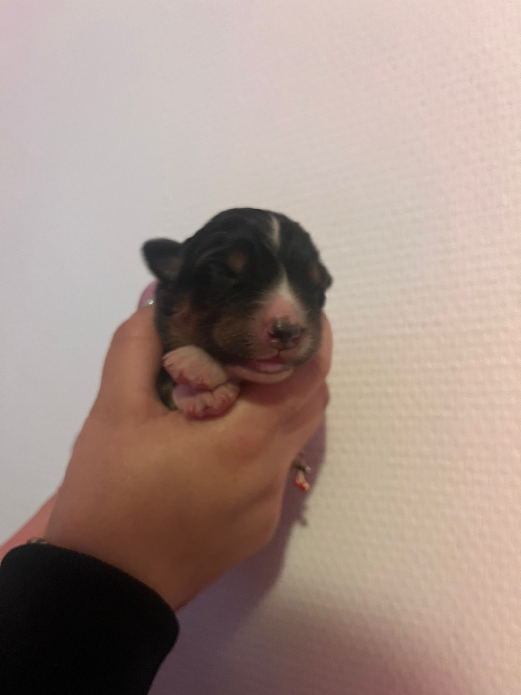 Matthieu Lanaud - Chiots disponibles - Berger Australien