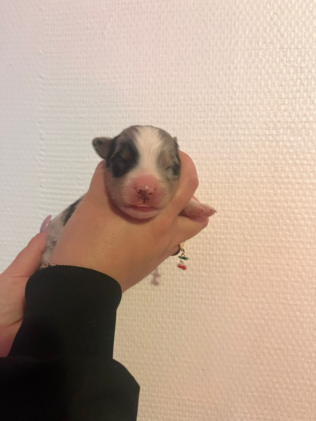 Matthieu Lanaud - Chiots disponibles - Berger Australien