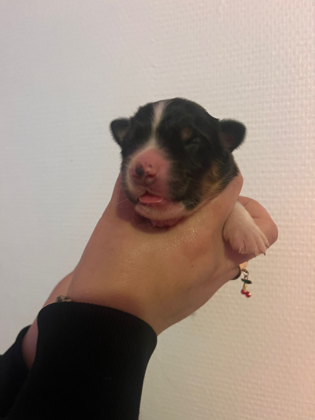 Matthieu Lanaud - Chiots disponibles - Berger Australien