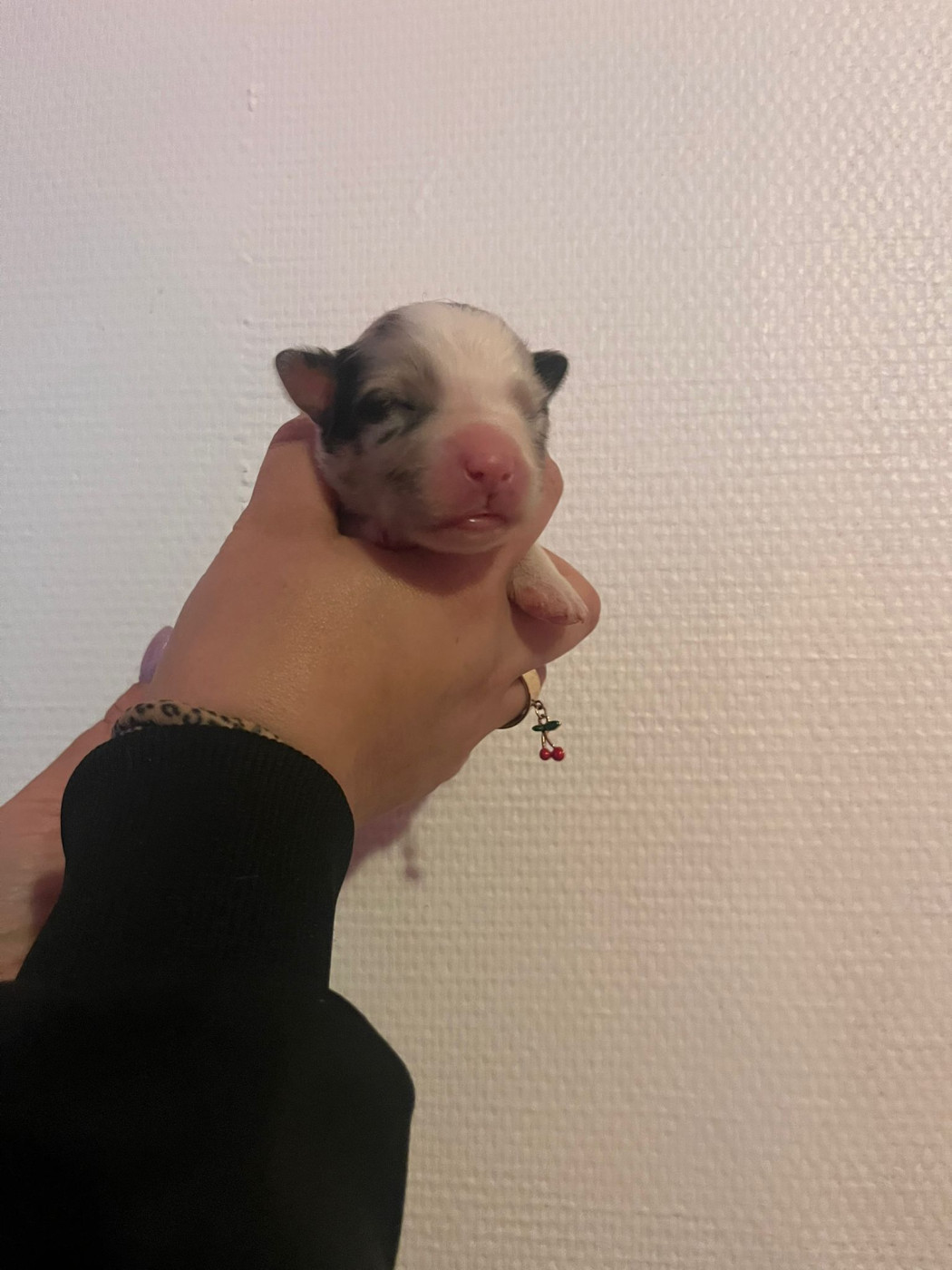 Matthieu Lanaud - Chiots disponibles - Berger Australien