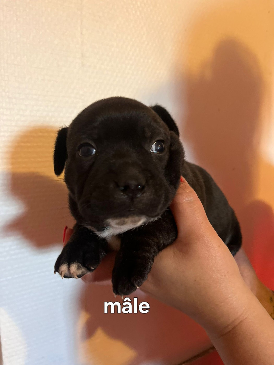 Matthieu Lanaud - Chiots disponibles - Staffordshire Bull Terrier