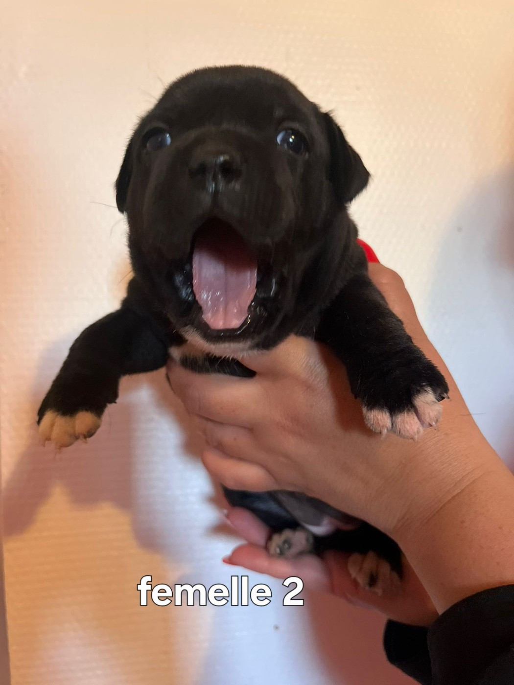 Matthieu Lanaud - Chiots disponibles - Staffordshire Bull Terrier