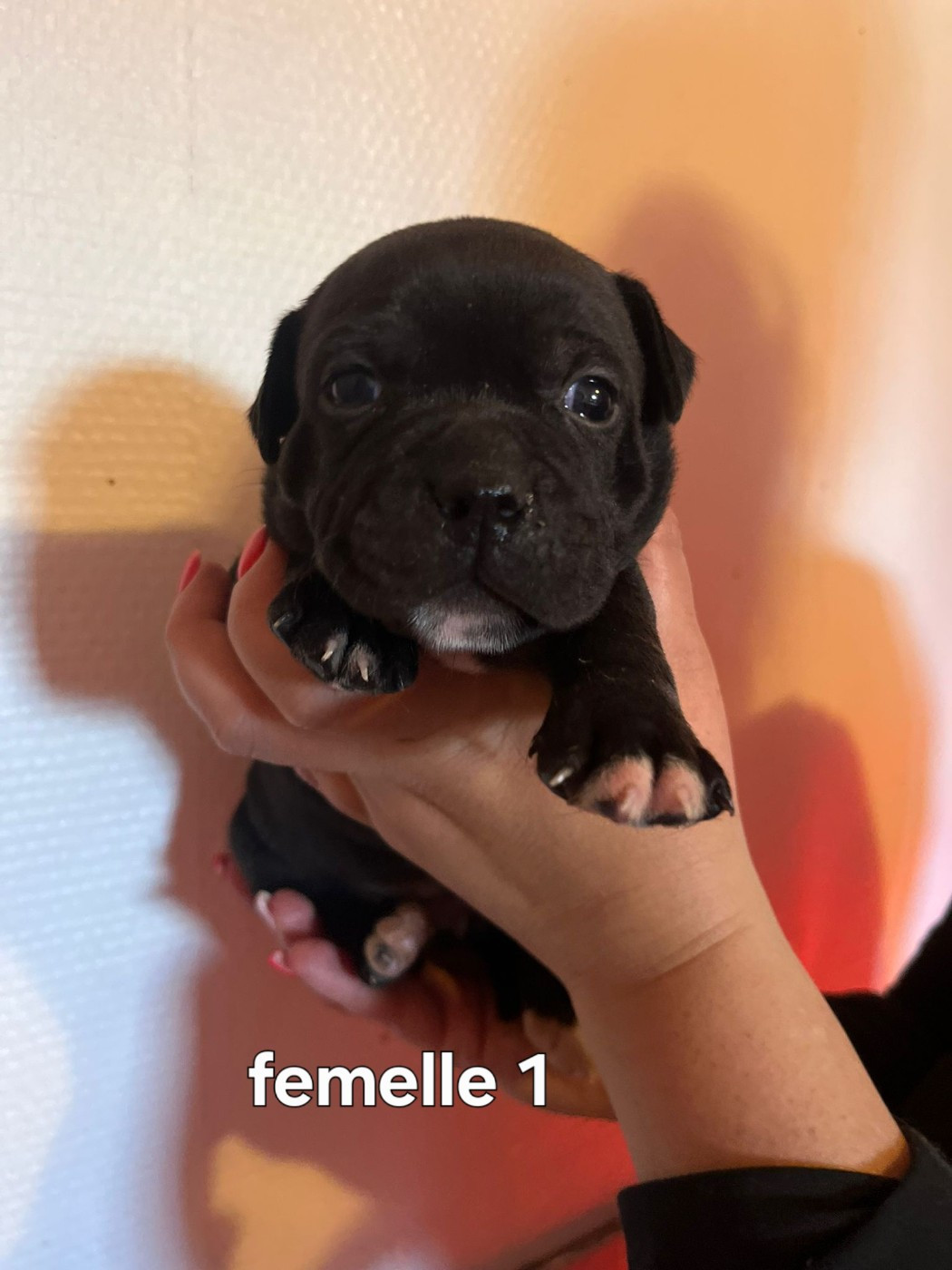 Matthieu Lanaud - Chiots disponibles - Staffordshire Bull Terrier