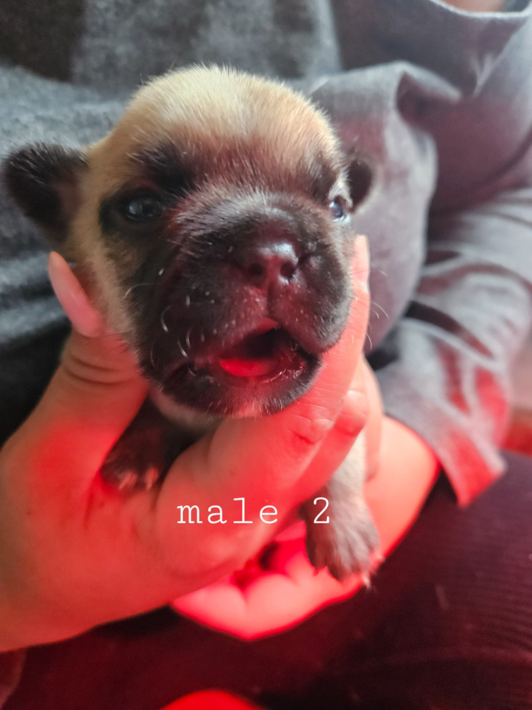 Chiot 2