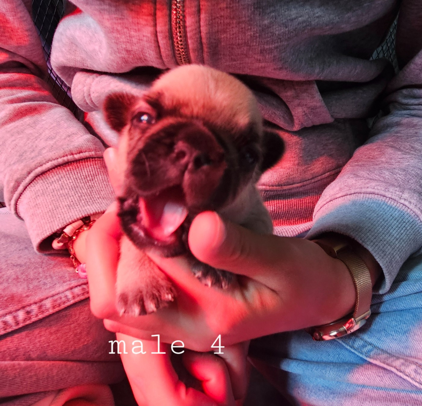 Matthieu Lanaud - Chiots disponibles - Bouledogue français