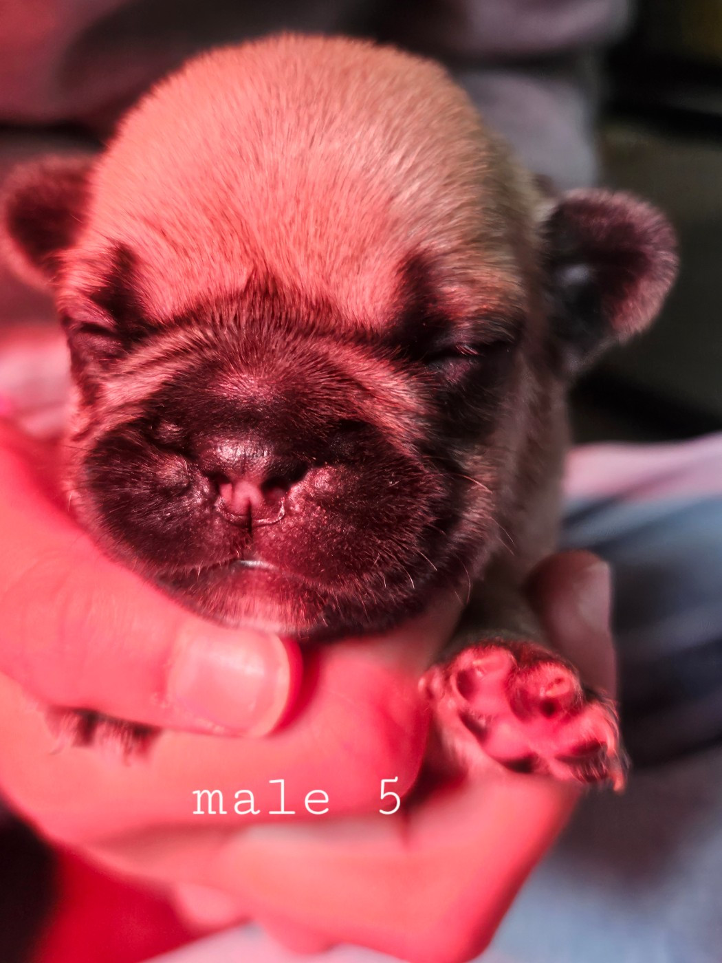 Matthieu Lanaud - Chiots disponibles - Bouledogue français
