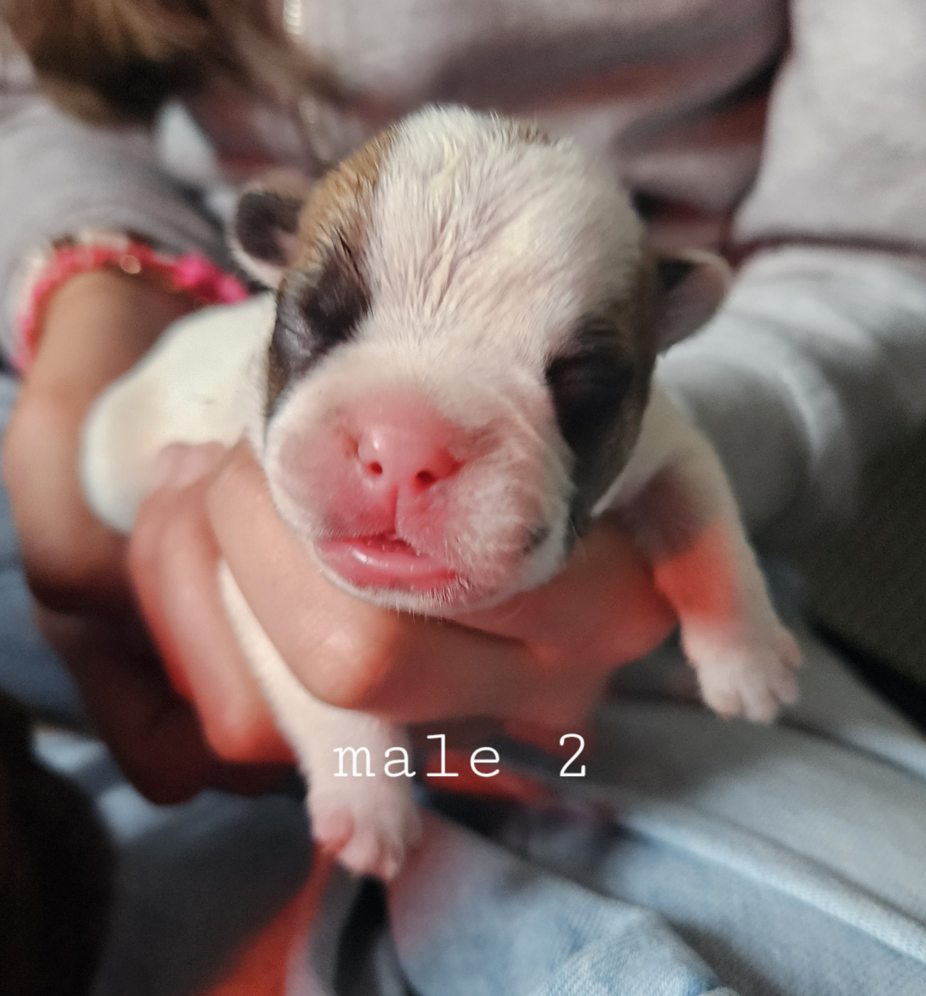 Matthieu Lanaud - Chiots disponibles - Bouledogue français