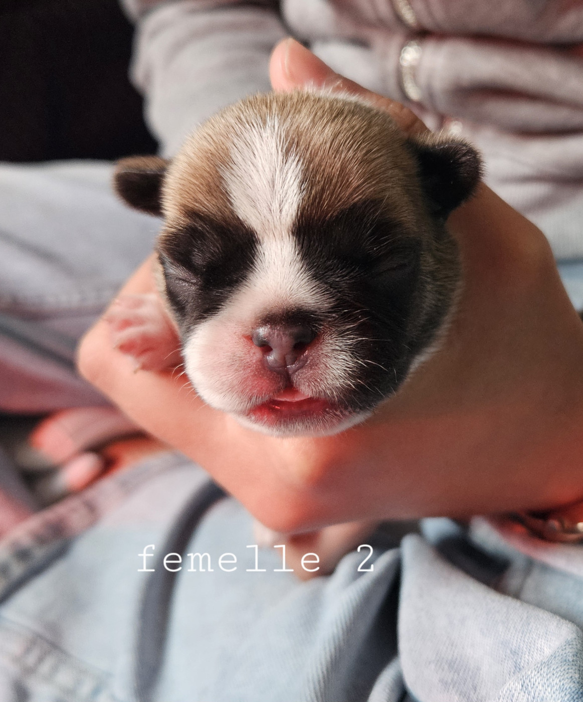 Matthieu Lanaud - Chiots disponibles - Bouledogue français