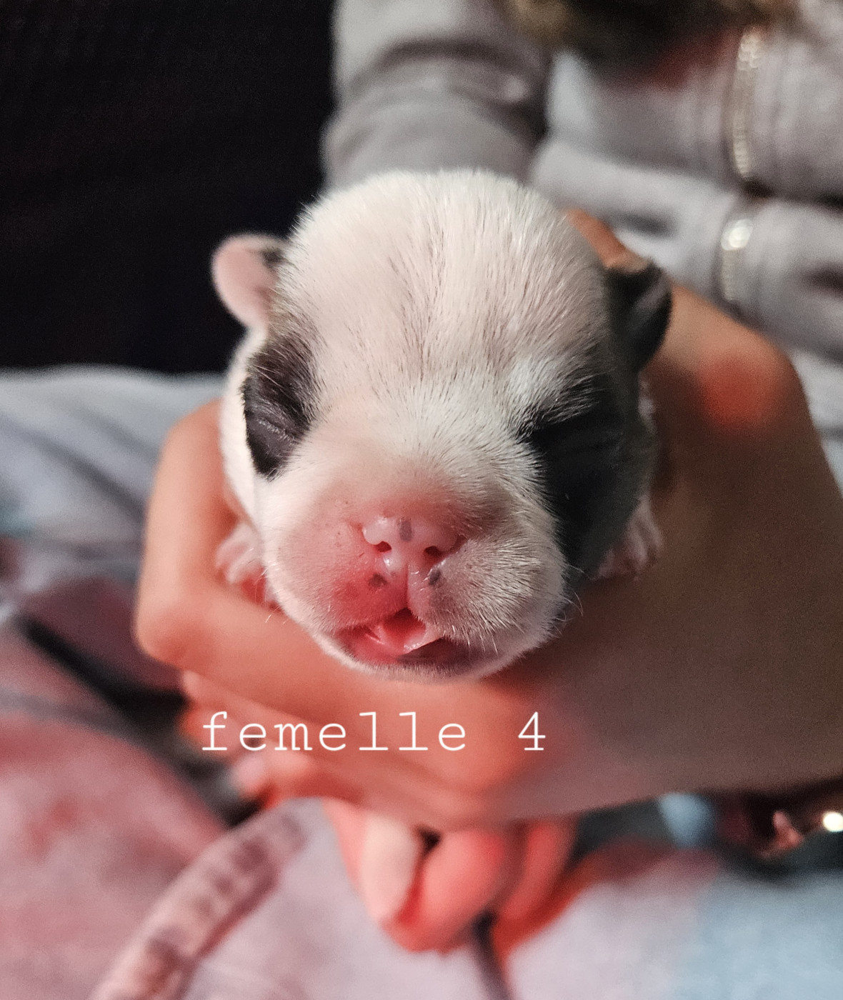 Matthieu Lanaud - Chiots disponibles - Bouledogue français