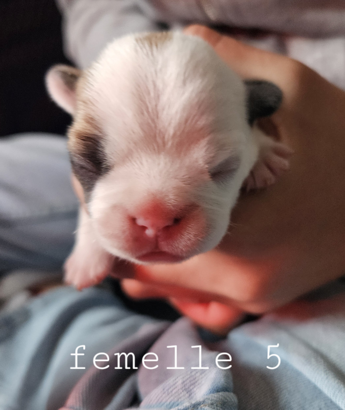 Matthieu Lanaud - Chiots disponibles - Bouledogue français
