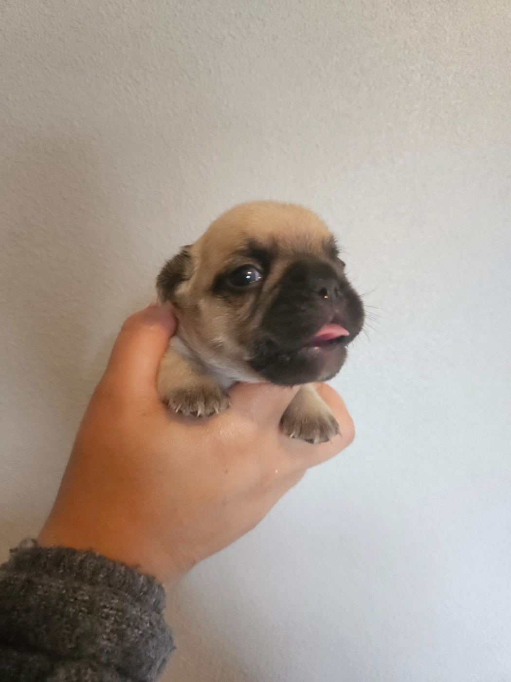 Matthieu Lanaud - Chiots disponibles - Bouledogue français