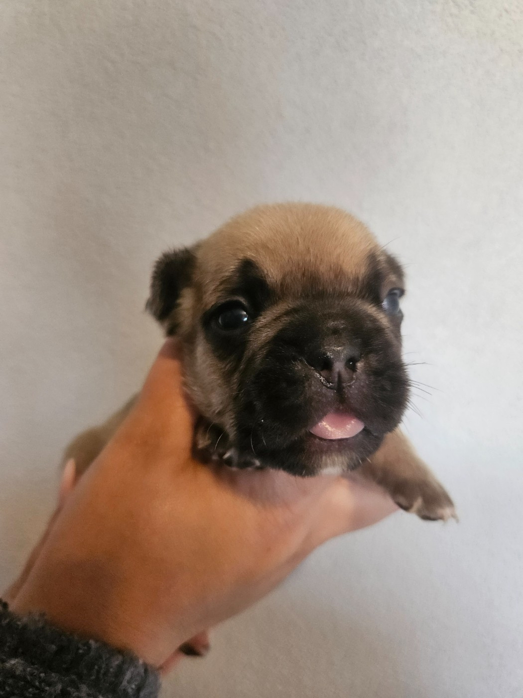 Matthieu Lanaud - Chiots disponibles - Bouledogue français