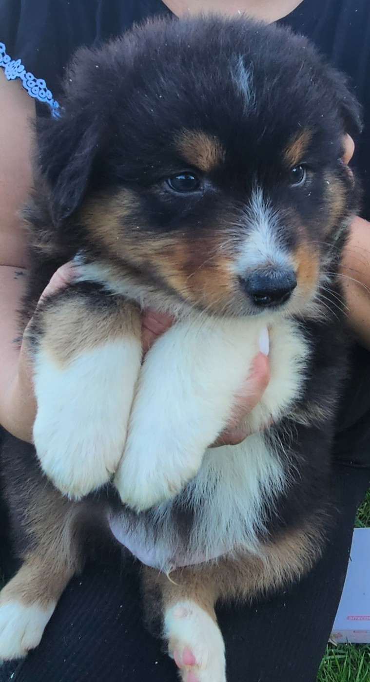 Matthieu Lanaud - Chiots disponibles - Berger Australien