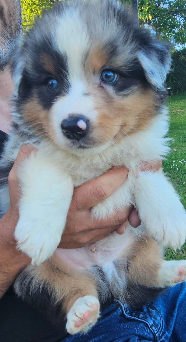 Matthieu Lanaud - Chiots disponibles - Berger Australien