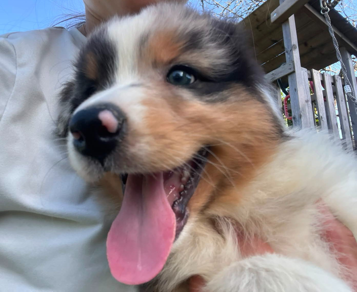 Matthieu Lanaud - Chiots disponibles - Berger Australien