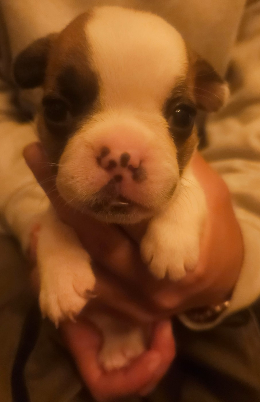 Matthieu Lanaud - Chiots disponibles - Bouledogue français