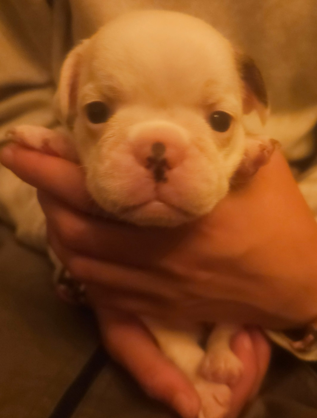 Matthieu Lanaud - Chiots disponibles - Bouledogue français