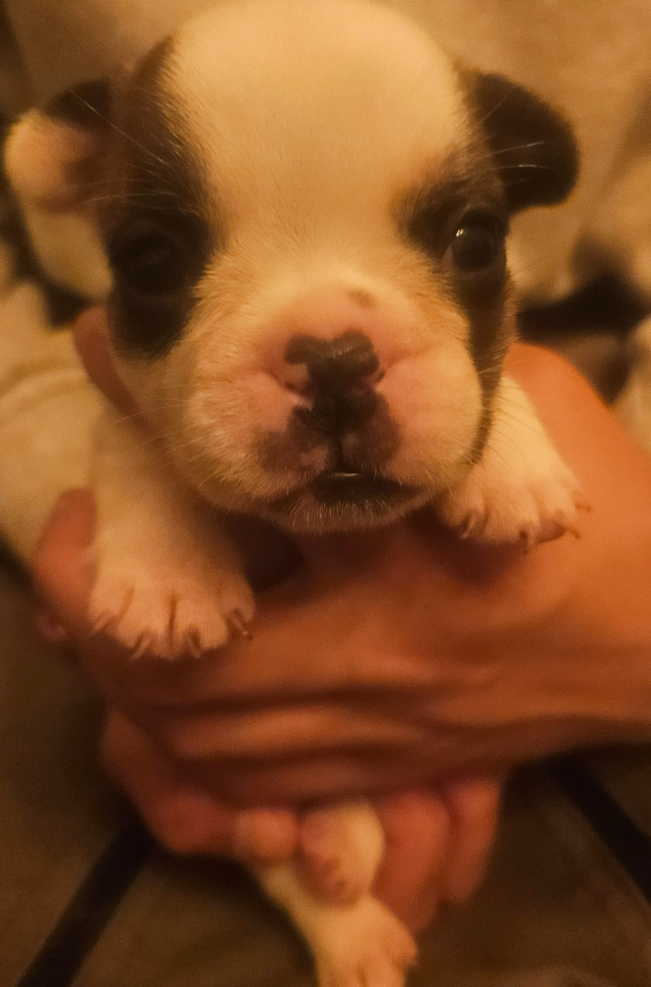 Matthieu Lanaud - Chiots disponibles - Bouledogue français