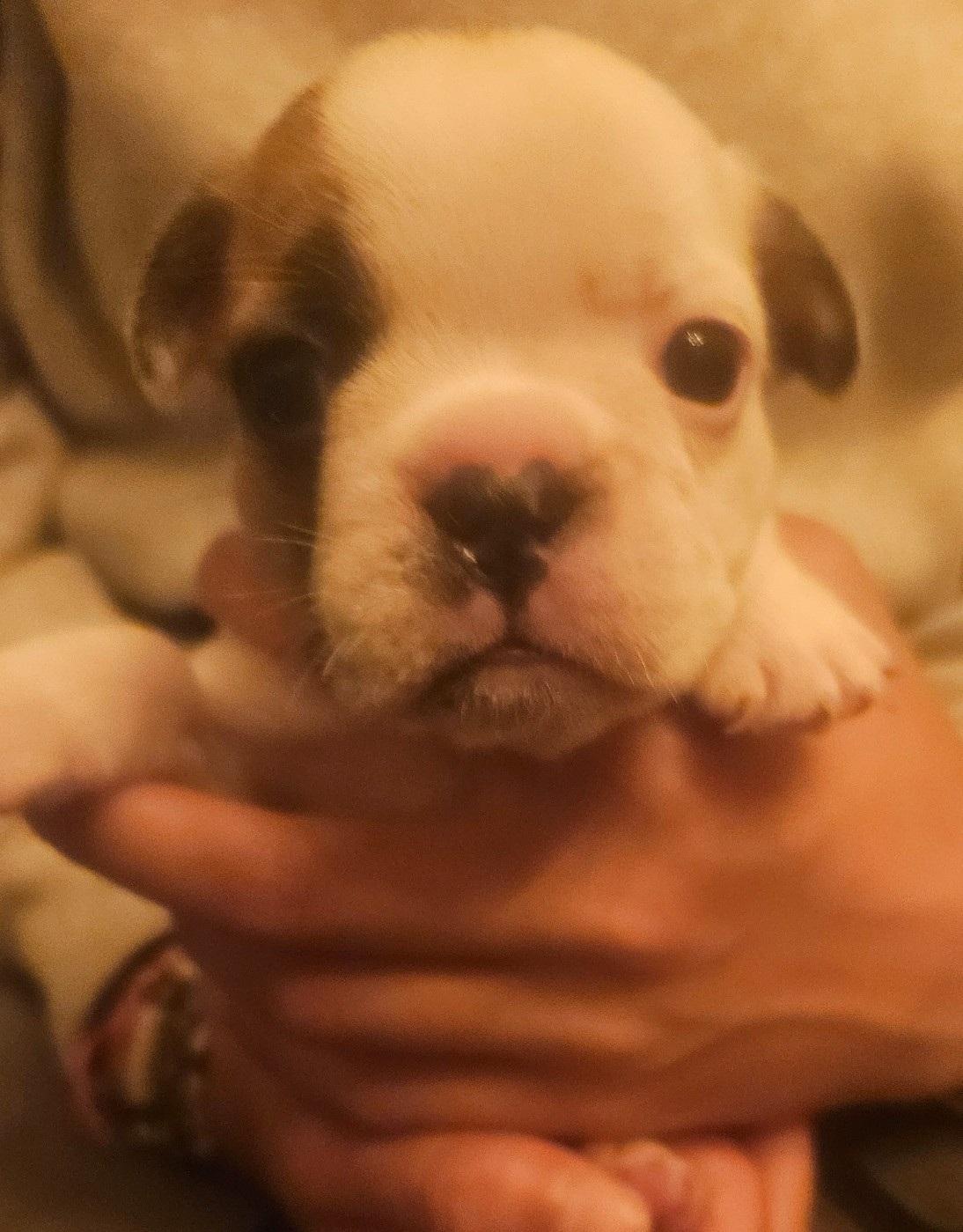 Matthieu Lanaud - Chiots disponibles - Bouledogue français
