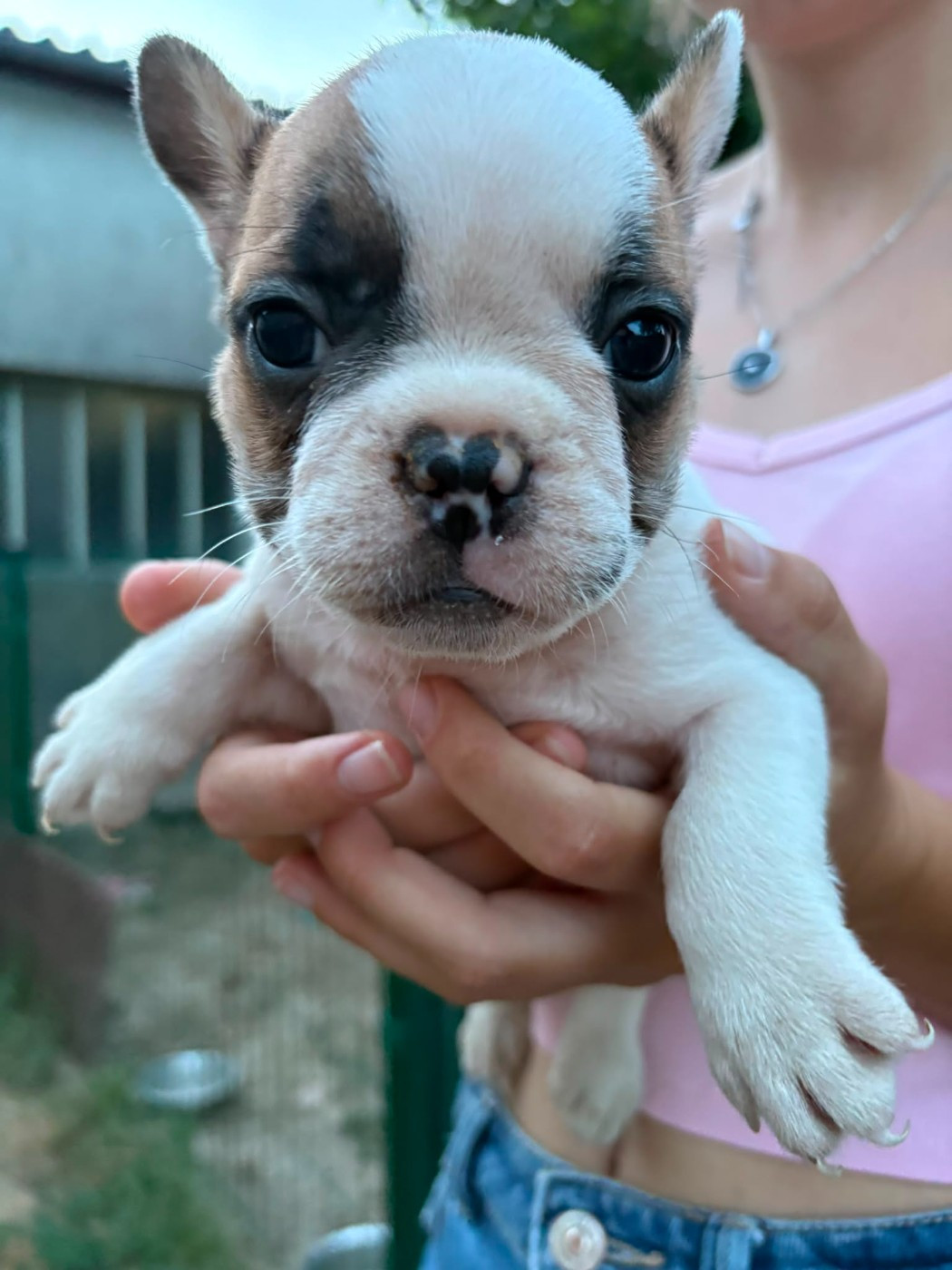 Matthieu Lanaud - Chiots disponibles - Bouledogue français
