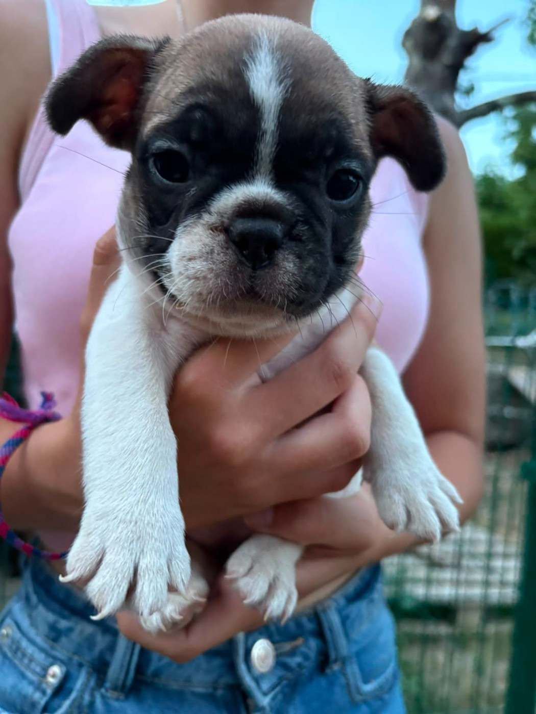 Matthieu Lanaud - Chiots disponibles - Bouledogue français