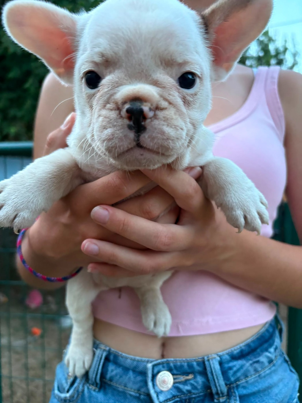 Matthieu Lanaud - Chiots disponibles - Bouledogue français