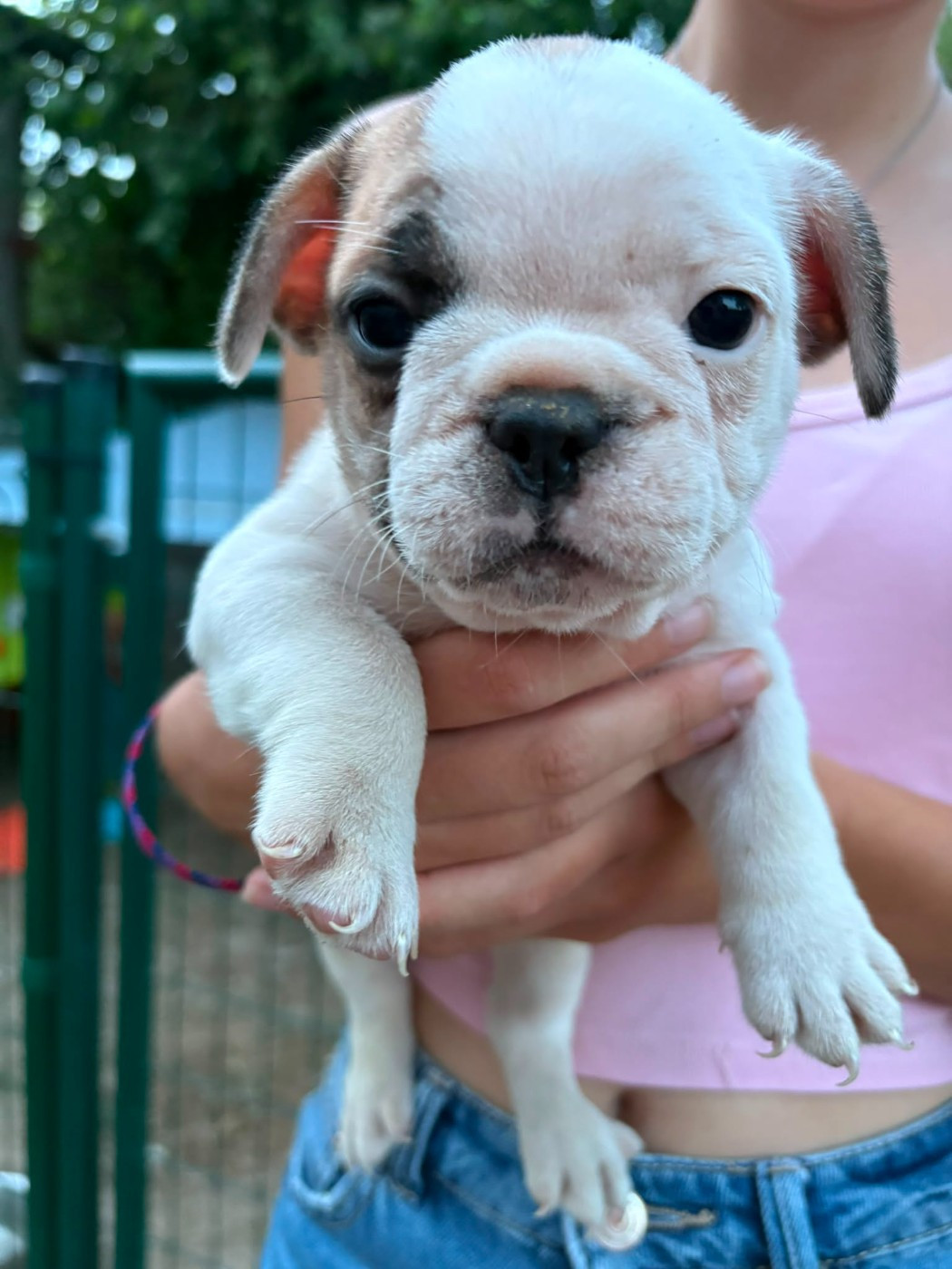 Matthieu Lanaud - Chiots disponibles - Bouledogue français