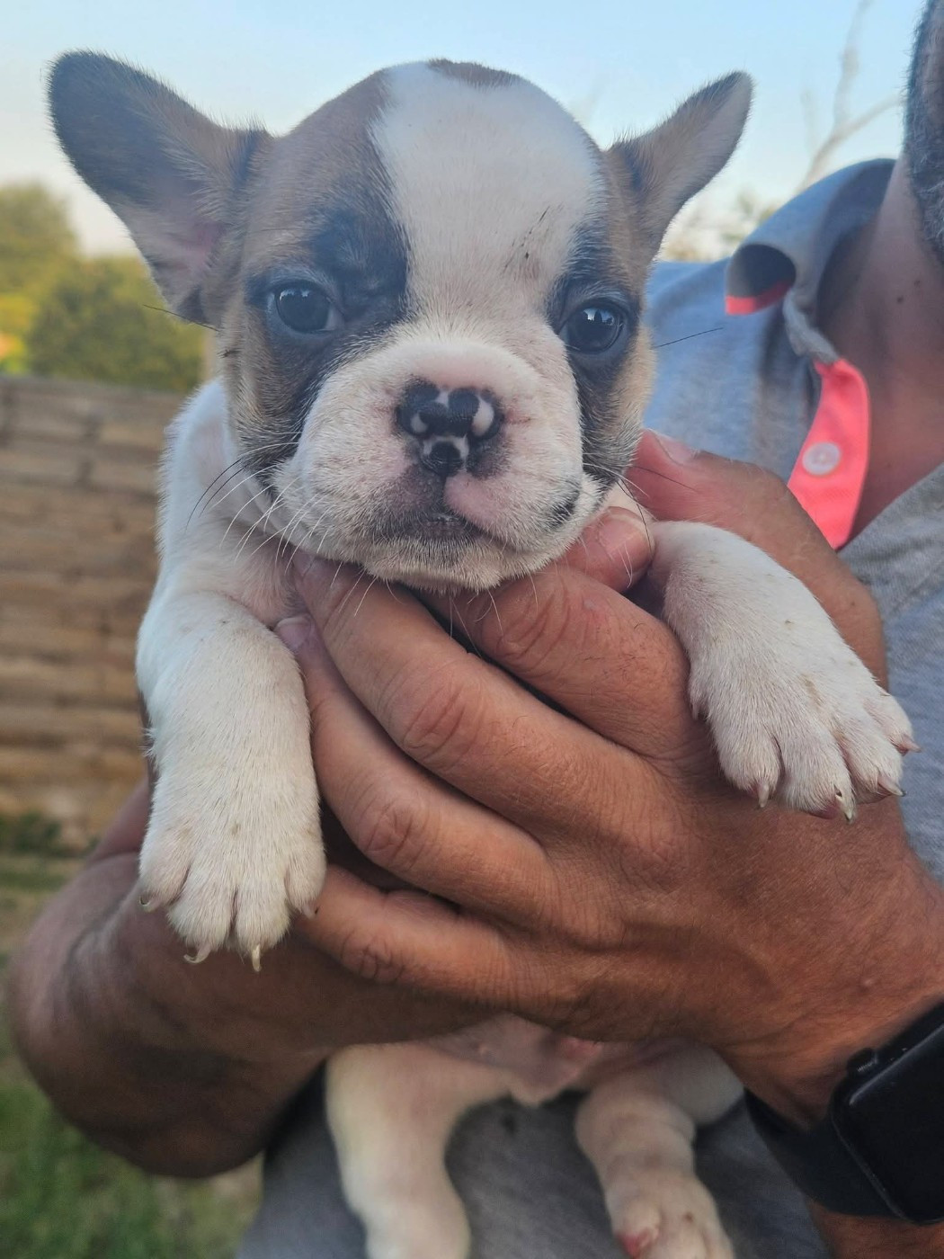 Matthieu Lanaud - Chiots disponibles - Bouledogue français