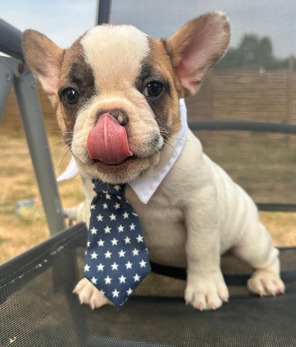 Matthieu Lanaud - Chiots disponibles - Bouledogue français