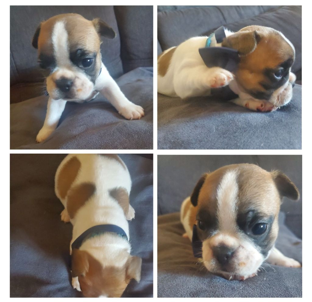 Matthieu Lanaud - Chiots disponibles - Bouledogue français