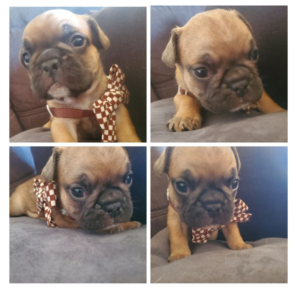 Matthieu Lanaud - Chiots disponibles - Bouledogue français