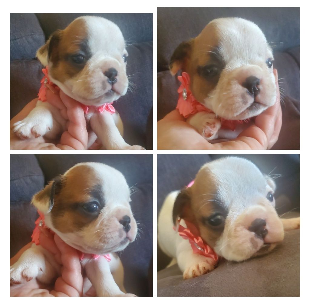 Matthieu Lanaud - Chiots disponibles - Bouledogue français