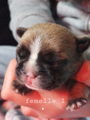 Femelle 1