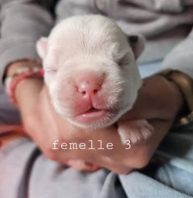 Femelle 3