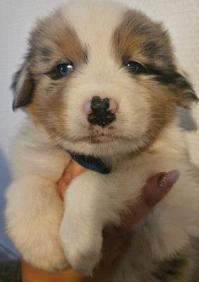 Chiot N°4