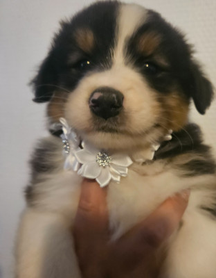 Chiot N°6