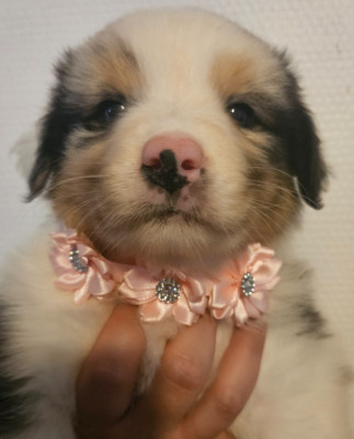 Chiot N°7