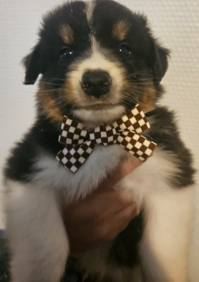 Chiot N°3