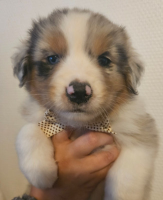 Chiot N°5