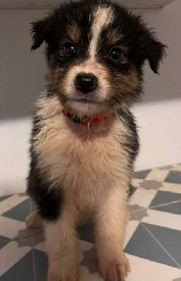 CHIOT 5