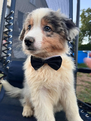 CHIOT 1