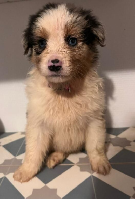 CHIOT 3