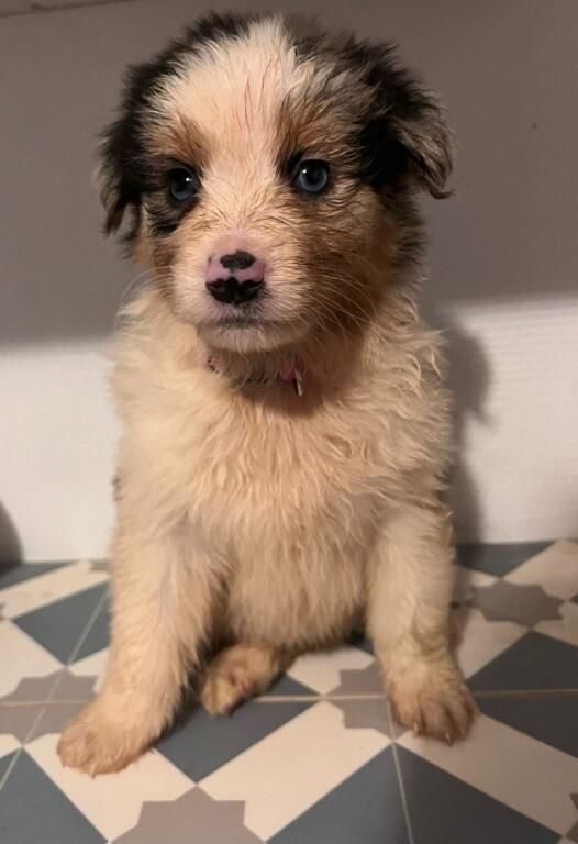 Matthieu Lanaud - Chiots disponibles - Berger Australien