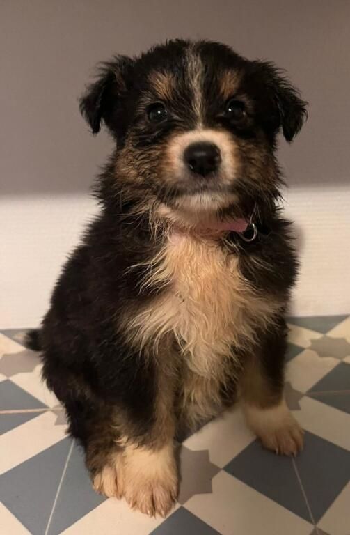 Matthieu Lanaud - Chiots disponibles - Berger Australien