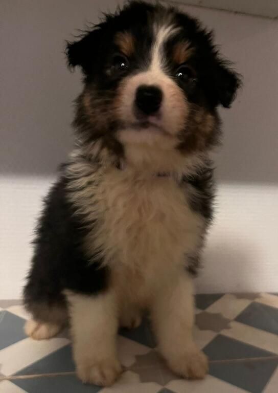 Matthieu Lanaud - Chiots disponibles - Berger Australien