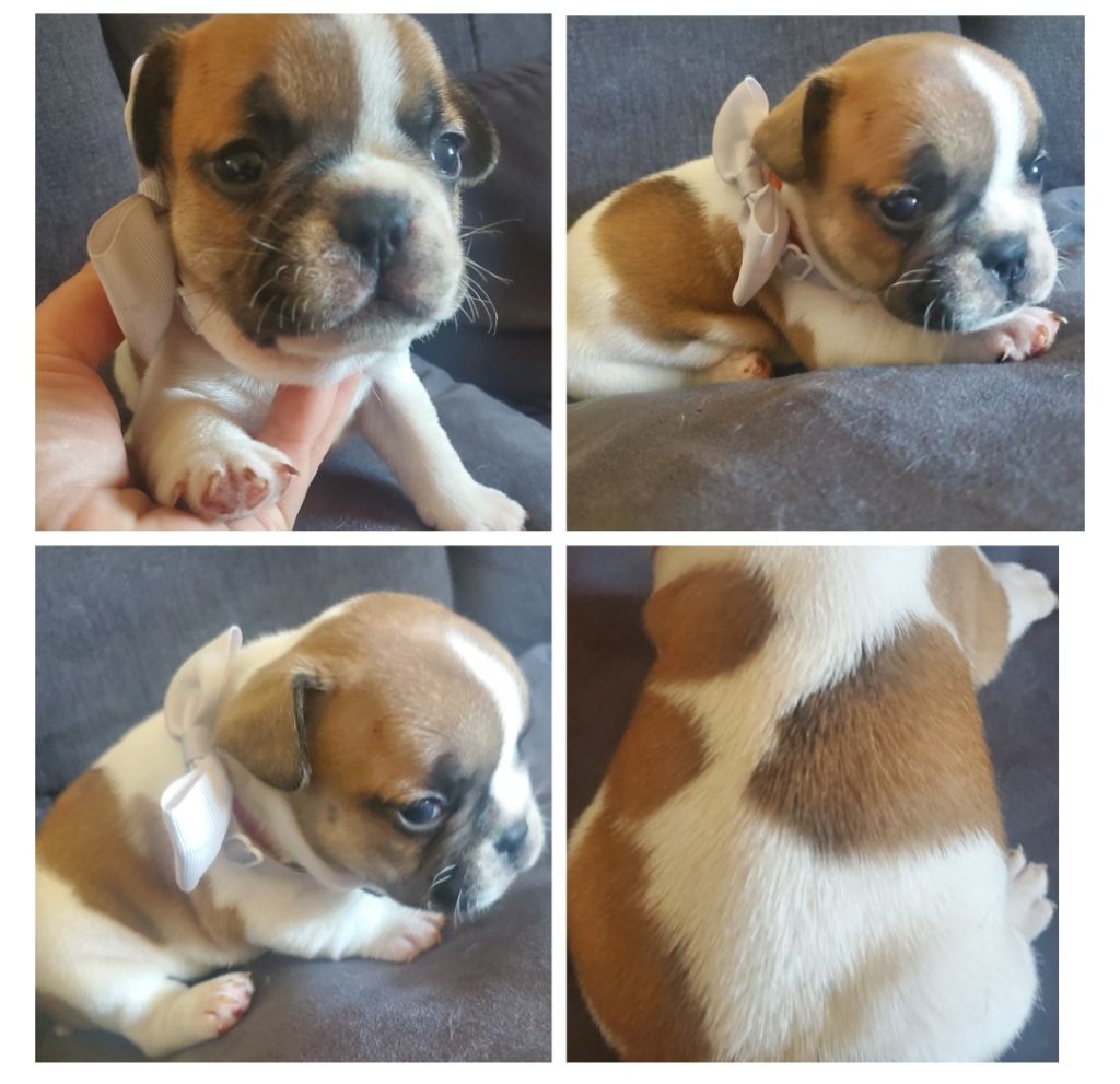 Matthieu Lanaud - Chiots disponibles - Bouledogue français